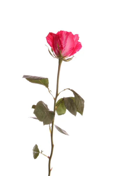 Red rose from a strip. — Stock Photo, Image