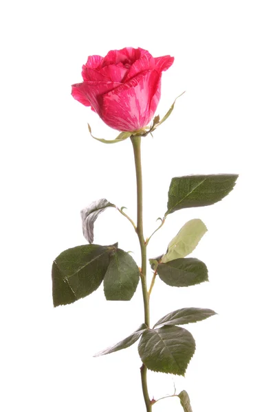 Rosa vermelha, isolada . — Fotografia de Stock