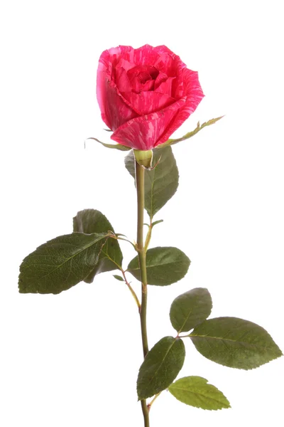 Czerwona róża z paskiem, na białym tle. — Zdjęcie stockowe