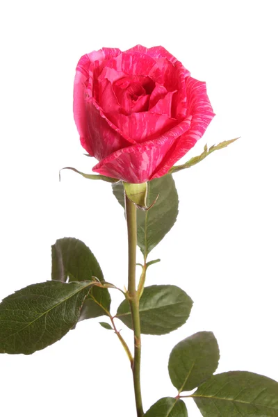 Czerwona róża, na białym tle. — Zdjęcie stockowe