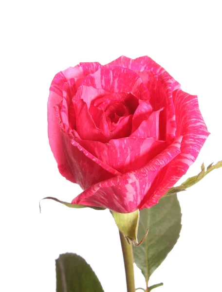 Red rose from a strip. — Stock Photo, Image