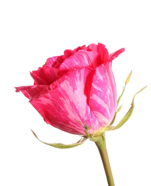 Vörös rózsa, elszigetelt. — Stock Fotó