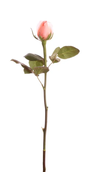 Rose, izolované. — Stock fotografie
