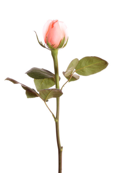 Pink rose, on a white background, it is isolated.