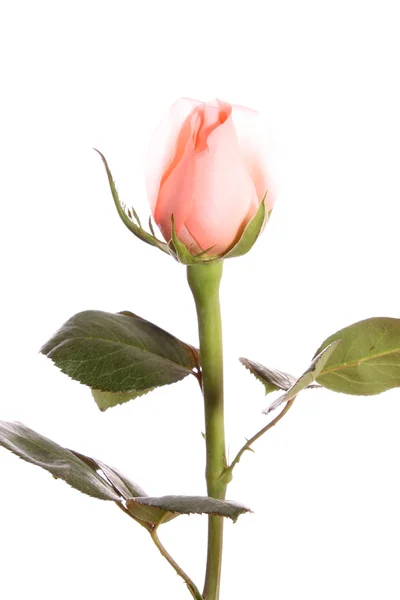 Růžová růže. — Stock fotografie