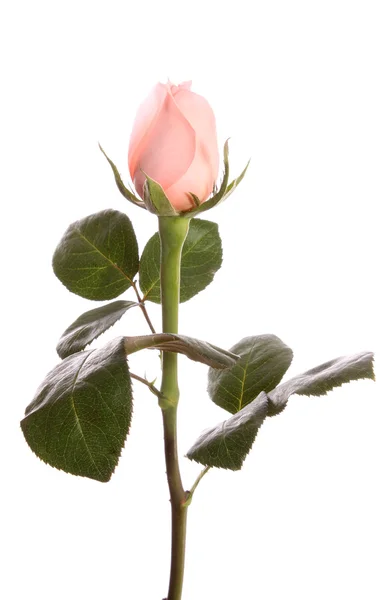 Pink rose. — Stock Photo, Image