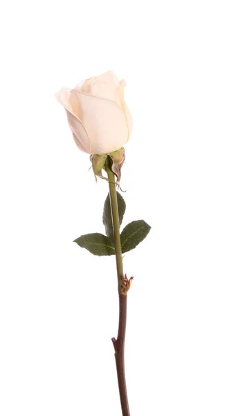 Róża, na białym tle. — Zdjęcie stockowe