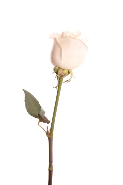 Róża, na białym tle. — Zdjęcie stockowe