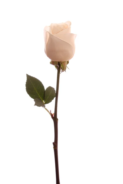 Bílá růže, izolovaných. — Stock fotografie