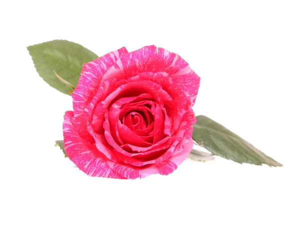 Trandafir roșu . — Fotografie, imagine de stoc