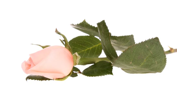 Růžová růže, izolovaných. — Stock fotografie