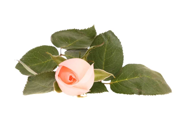 Růžová růže, izolovaných. — Stock fotografie