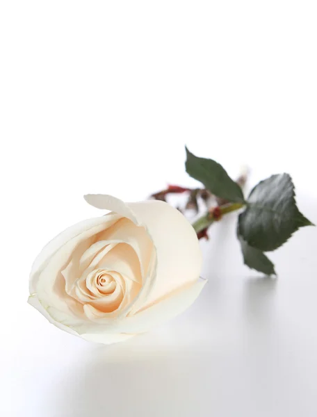 Απομονωμένη wite τριαντάφυλλο,. — Φωτογραφία Αρχείου