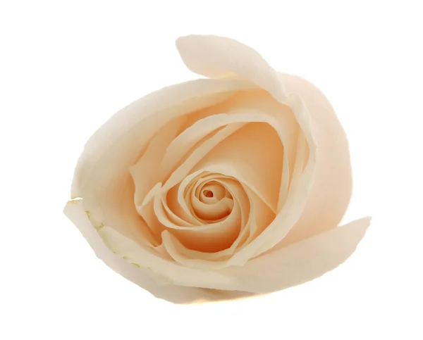 Bílá růže. — Stock fotografie