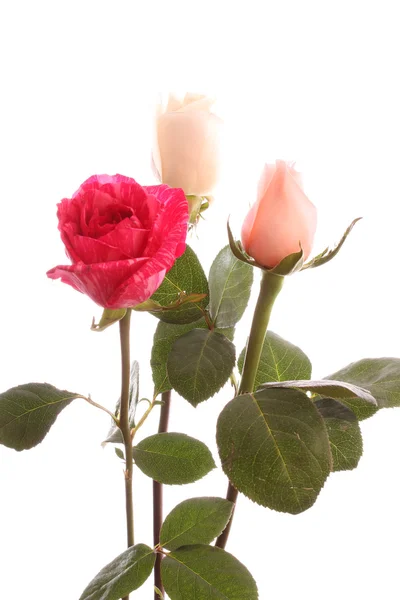 Rosas isoladas . — Fotografia de Stock