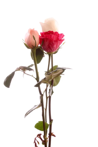 Róże, na białym tle. — Zdjęcie stockowe