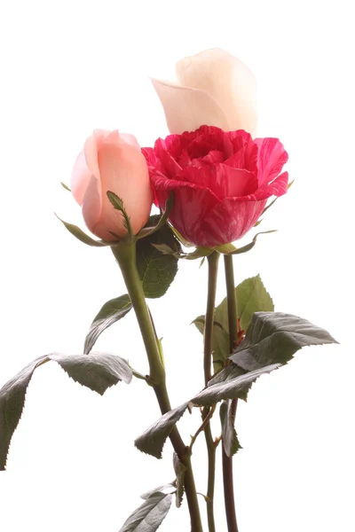 Three roses, isolated. — Stock Photo, Image
