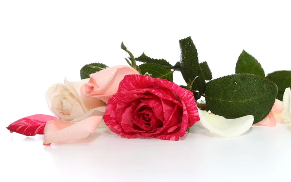 Három Rózsa. — Stock Fotó