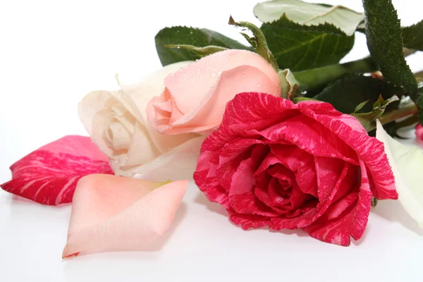 Three roses. — Stock Photo, Image