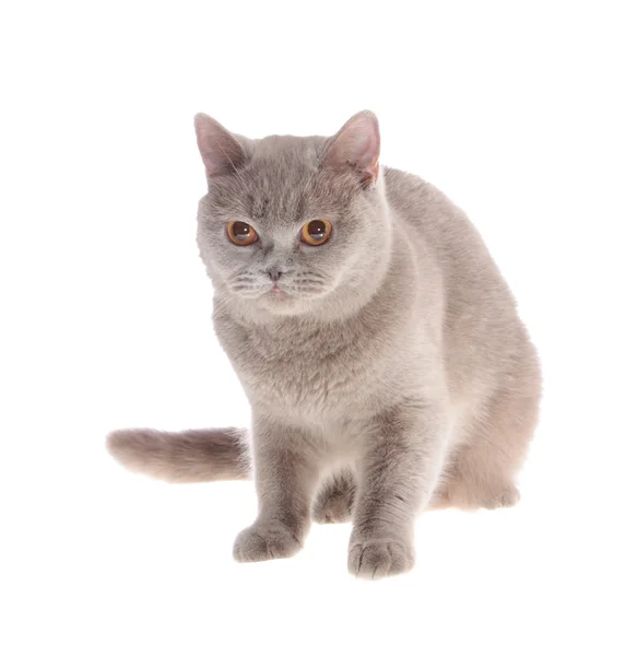 stock image British cat