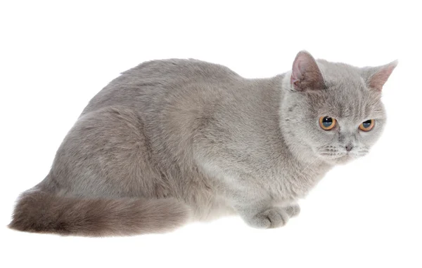 stock image British cat, isolated.