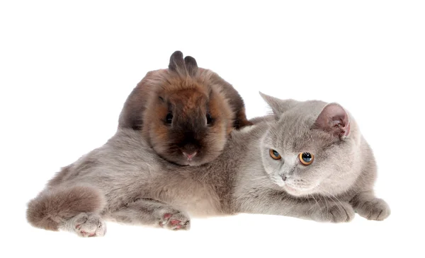 stock image Cat and rabbit.