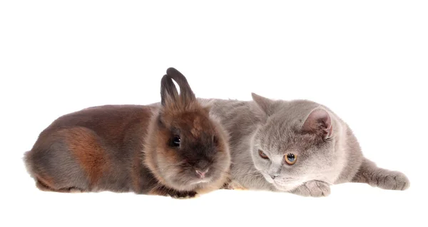 stock image Cat and rabbit