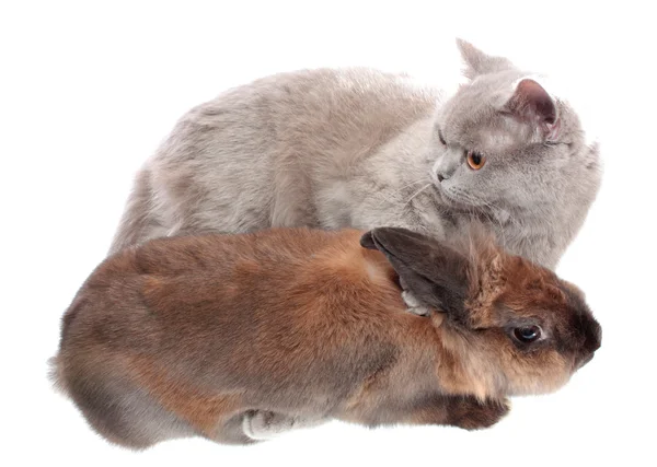 Kat en konijn — Stockfoto