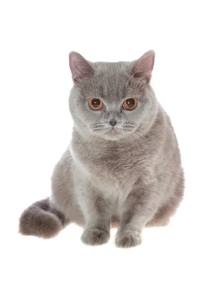 Brittisk katt — Stockfoto