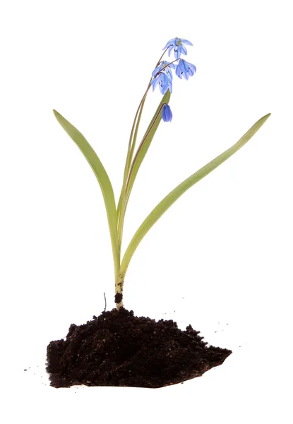 stock image Blue flower, isolated.