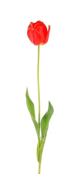 Tulipe isolée . — Photo