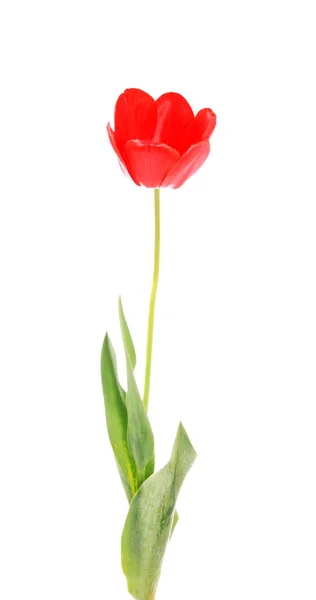 Tulipano rosso, isolato . — Foto Stock