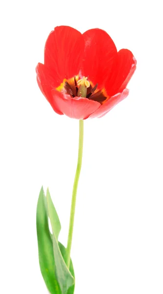 Red tulip, isolated. — Stock Photo, Image