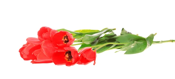 Tulipani rossi, isolati . — Foto Stock