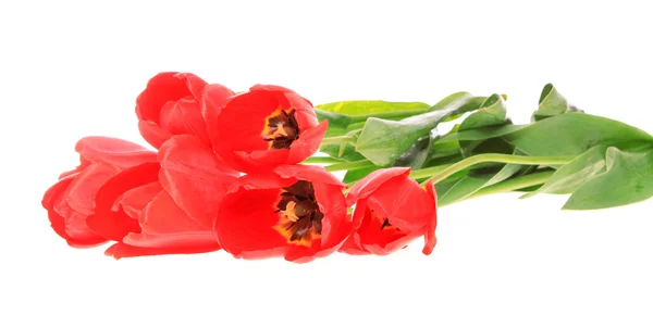 Червоні тюльпани, ізольовані . — стокове фото