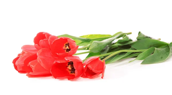 Bouquet tulipes, isolées . — Photo