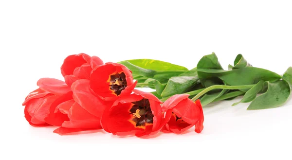 Kytice tulipánů, izolované. — Stock fotografie