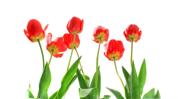 Tulipány z níže, izolované. — Stock fotografie