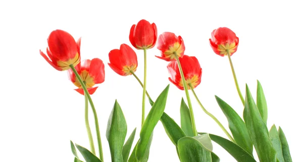 Tulipani rossi dal basso, isolati . — Foto Stock