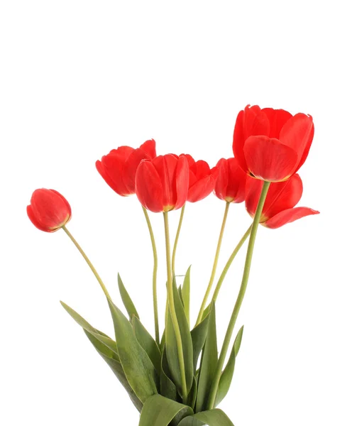 Kytice tulipánů, izolované. — Stock fotografie