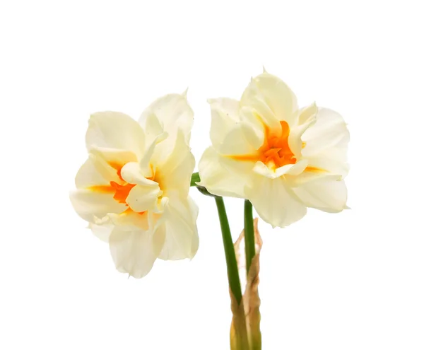 Narcissuses, na białym tle. — Zdjęcie stockowe