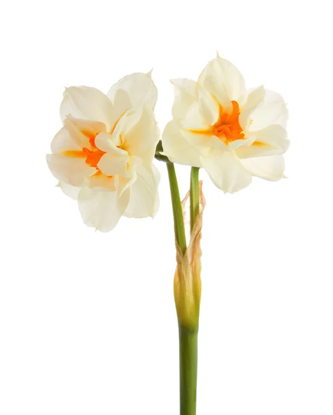 Narcissuses, na białym tle. — Zdjęcie stockowe