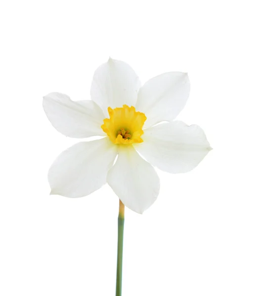Bílý Narcis, izolované. — Stock fotografie