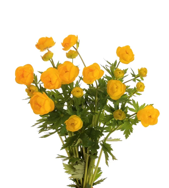 Flores amarillas, aisladas . — Foto de Stock