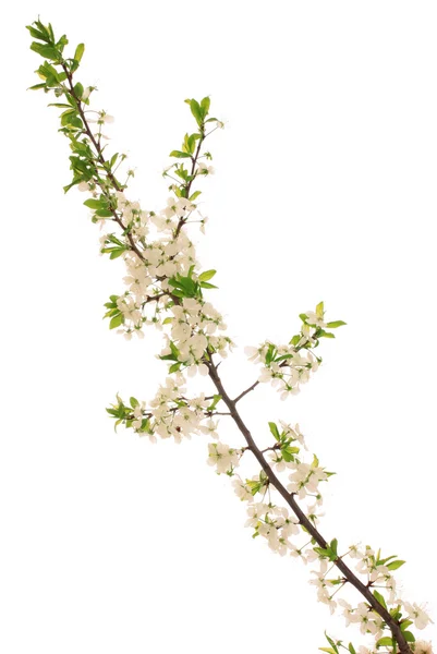 stock image Branch blossoming plum.