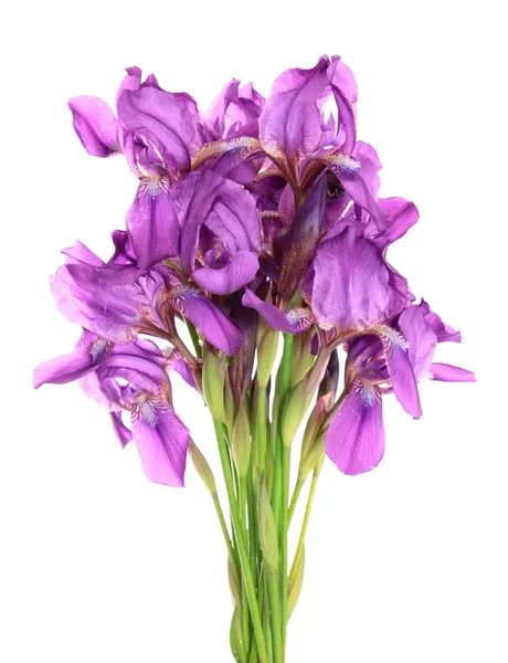 Bukett Iris. — Stockfoto