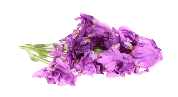 Bouquet irises, isolated. — Stock Photo, Image