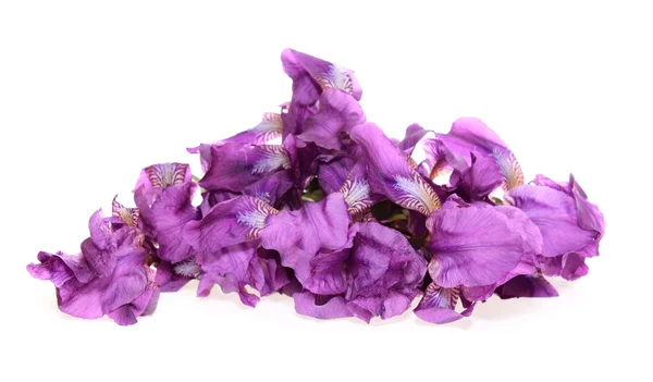 Irises, ізольовані . — стокове фото