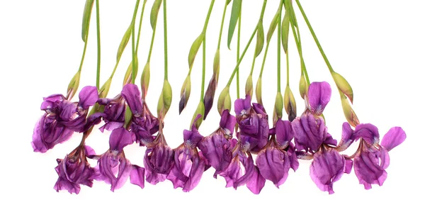 Blommor, isolerade分離の花. — Stockfoto