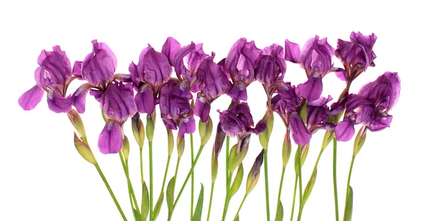 Irises, isolated. — Stock Photo, Image